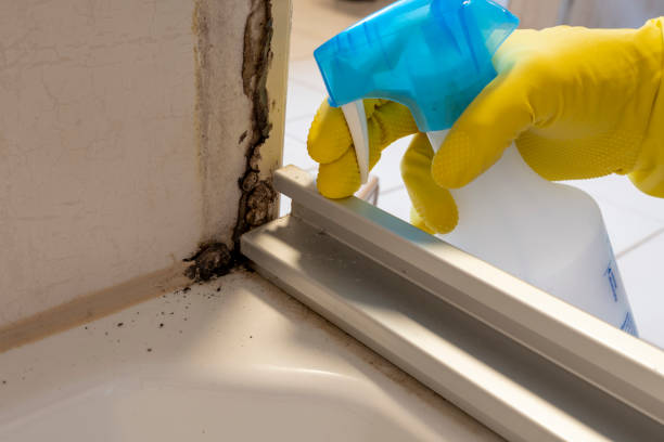 Best Mold Damage Restoration  in USA